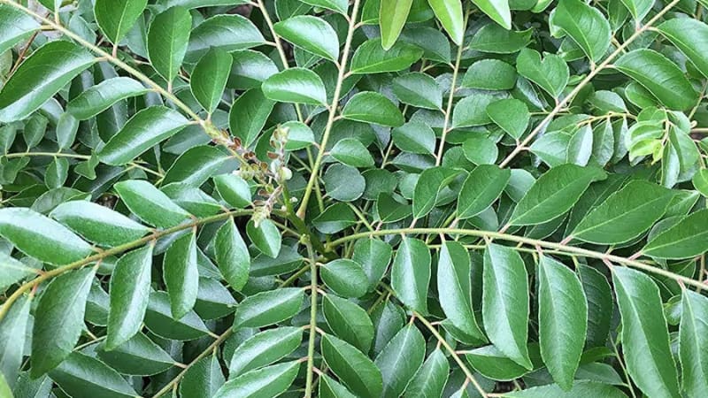 Gardening Tips: घर पर करी पत्ते का पौधा लगाने और संभालने के आसान तरीके, जानिए सही समय और देखभाल