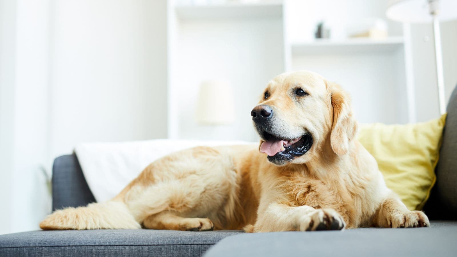 मध्य प्रदेश में कुत्ते के नाम पर हुई पड़ोसियों की लड़ाई, हुई जमकर मारपीट...थाने पहुंचा मामला