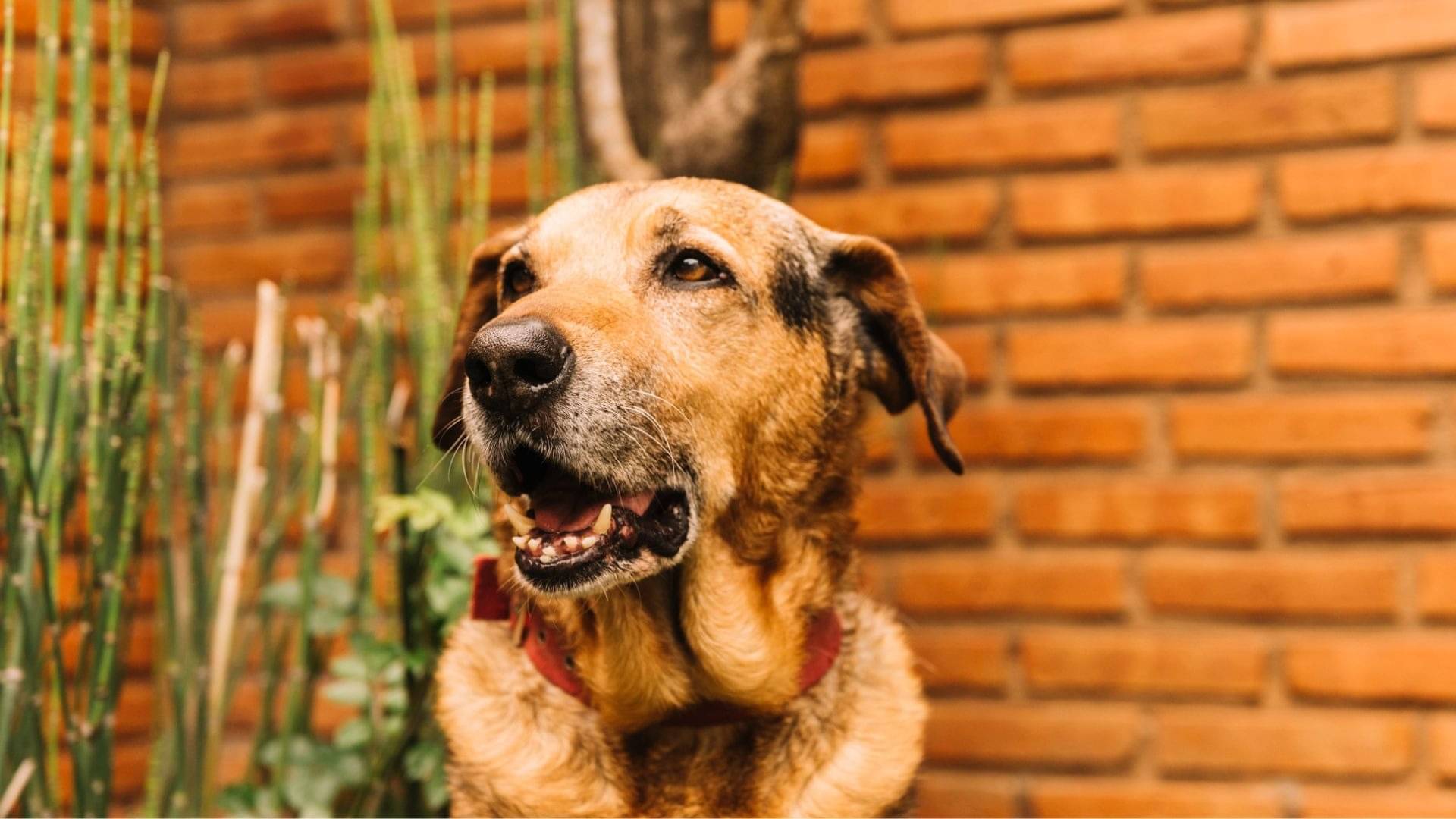 Dog Registration: दिल्ली में अनिवार्य होगा कुत्तों का रजिस्ट्रेशन, इंडियन ब्रीड के लिए होगी छूट, सरकार ने जारी किए दिशा निर्देश