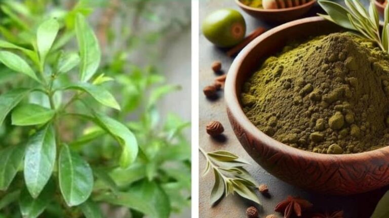 Gardening Tips: घर पर प्राकृतिक और केमिकल-फ्री मेहंदी का पौधा उगाएं, जानिए आसान तरीका, देखभाल और फायदे