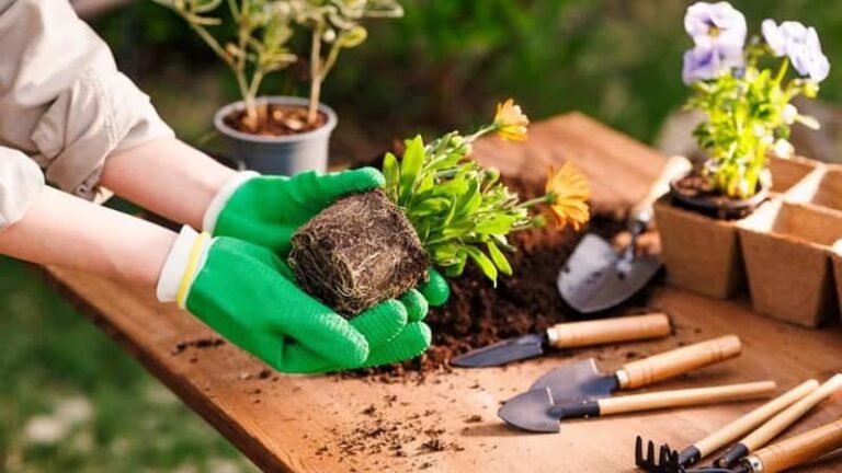 Gardening Tips: गमले में रखे पौधों में लग गए है कीड़े? इन आसान टिप्स की मदद से तुरंत भगाएं