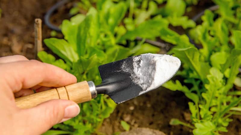 Gardening Tips: अब आपके भी बगीचे में चल सकता है बेकिंग सोडा वाला मैजिक! गार्डन के स्टार पौधों का यह है नेचुरल प्रोटेक्टर