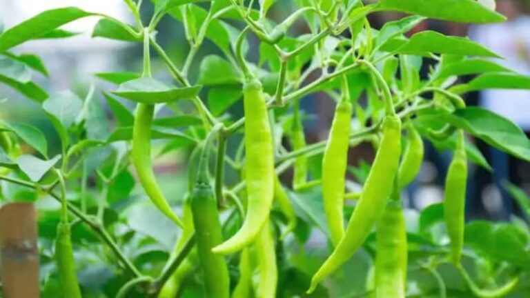 Green Chilli Plant:  घर के गमले में उगाएं हरी मिर्च का पौधा, बस अपना लें ये आसान स्टेप