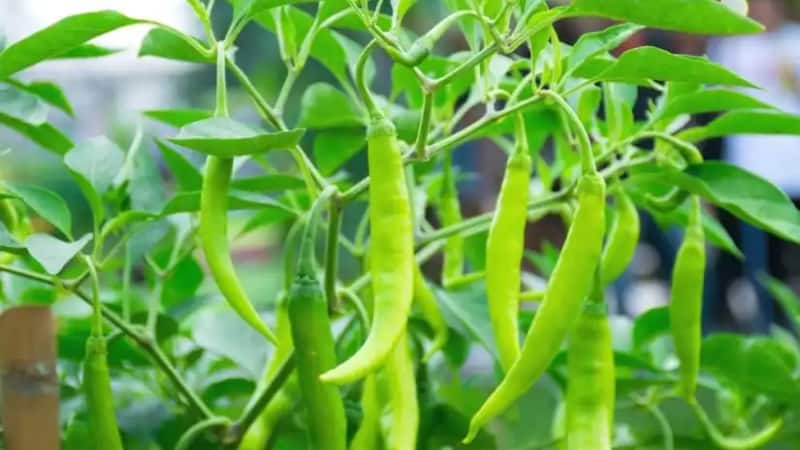 Green Chilli Plant:  घर के गमले में उगाएं हरी मिर्च का पौधा, बस अपना लें ये आसान स्टेप