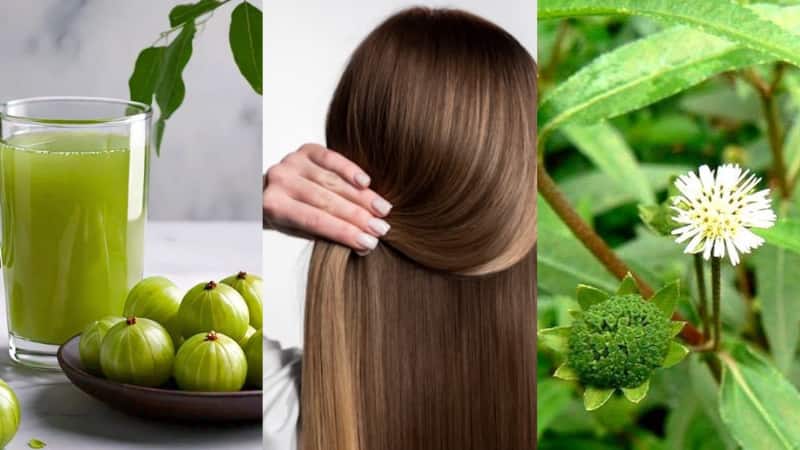 Hair Care: आंवला या भृंगराज...बालों को लंबा, घना और मजबूत बनाने के लिए क्या हैं बेस्ट? ट्राई करें नेचुरल समाधान