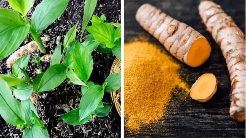 Turmeric Price: हल्दी की कीमतों में उछाल, त्योहारी सीजन में आई ये तेजी मांग पर डालेंगी असर