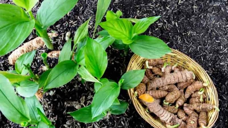 Gardening Tips: घर में लगाएं हल्दी का पौधा, बस जान लें ये आसान स्टेप-बाय-स्टेप टिप्स और देखभाल के तरीके