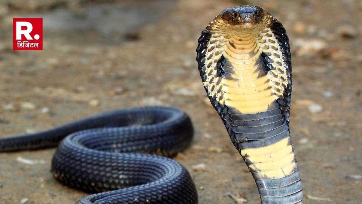 Kanpur : विवाहिता को कमरे में बंद कर छोड़ा कोबरा सांप, डसने पर बहू की चीख सुन हंसते रहे दहेज लोभी