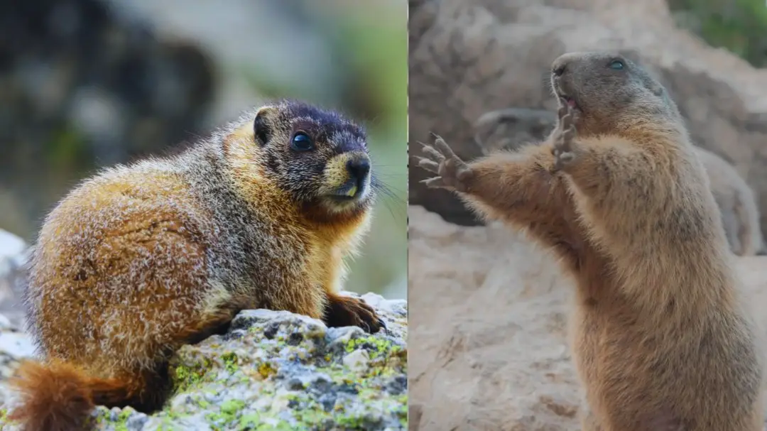 Sona Khodne wala Rat: एक चूहा ऐसा जो 6 महीने तक सोता रहता है, उठकर जहां खोदता है जमीन; वहीं मिलने लगता है सोना