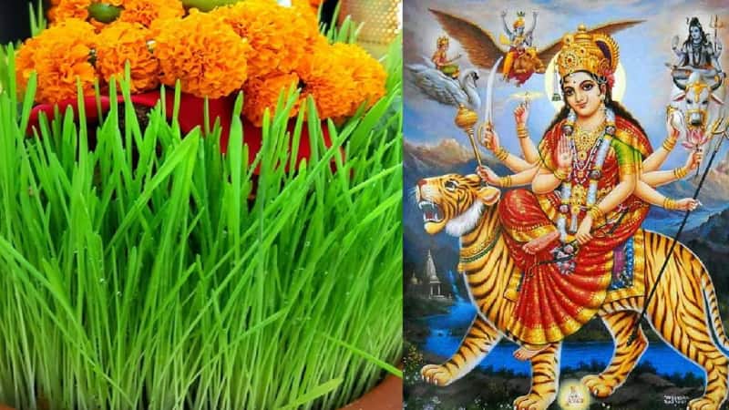Shardiya Navratri 2025: नवरात्रि के पहले दिन ऐसे बोएं जौ...मां बरसाएंगी खूब सारा आशीर्वाद, जानें परंपरा और पूजा की महत्वपूर्ण विधि