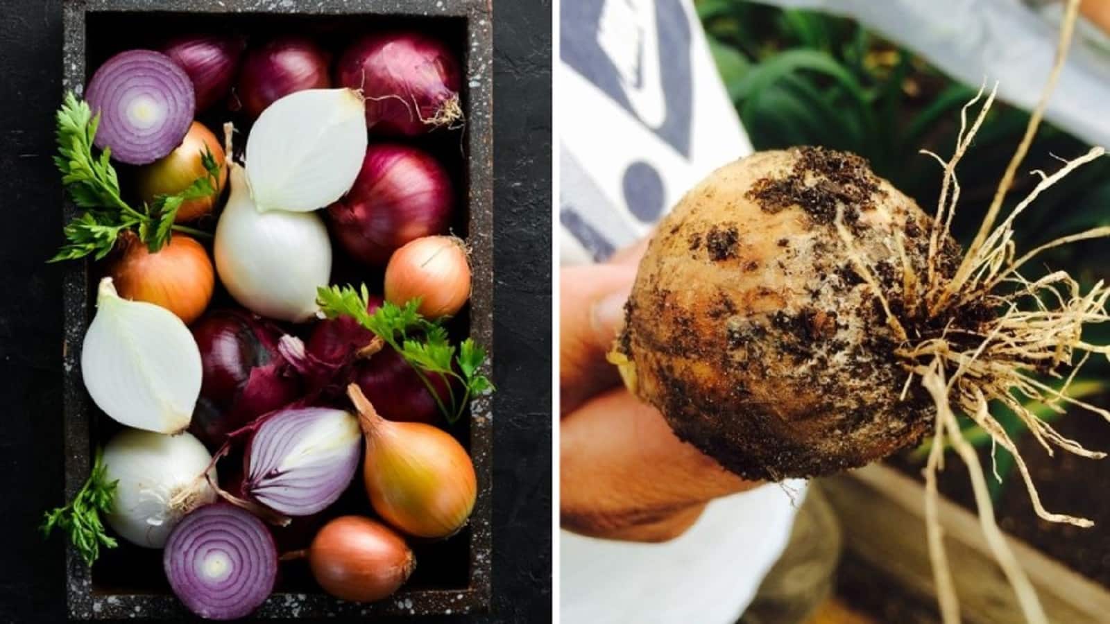 लिवर फेल होने का कारण बन सकती है प्याज पर नजर आने वाले काली रंग की परत