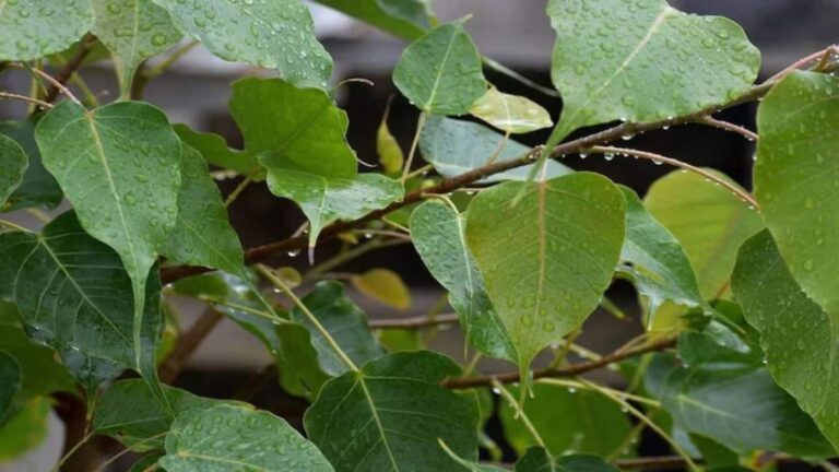 Vastu Tips: पीपल घर में उगा तो घबराएं नहीं! जानें इसे हटाने का सही समय और तरीका