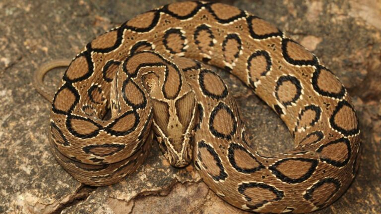 Snake: फुंकार भरते ही थर्राने लगे लोग, खंडवा में रसैल वाइपर ने मचाई दहशत!