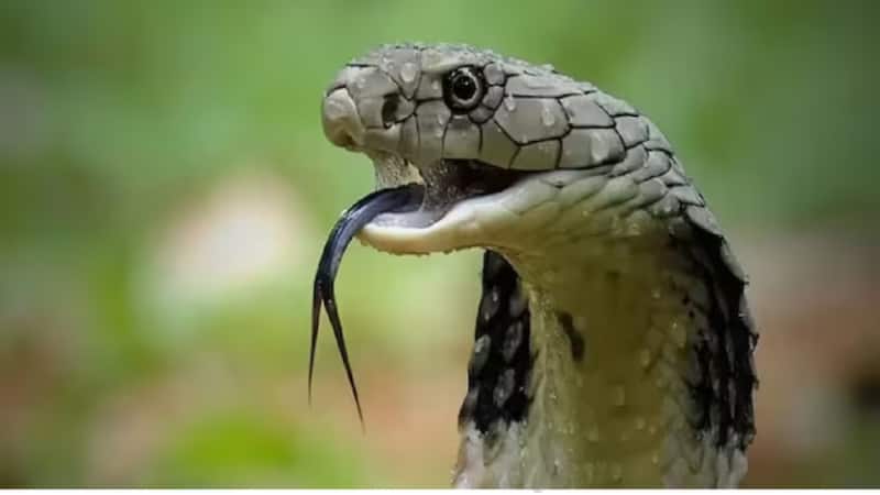 Snake: घर में किस चीज से आते हैं सांप? बस कर लें ये इसे भगाने के आसान और कारगर उपाय और घर को बनाएं सुरक्षित