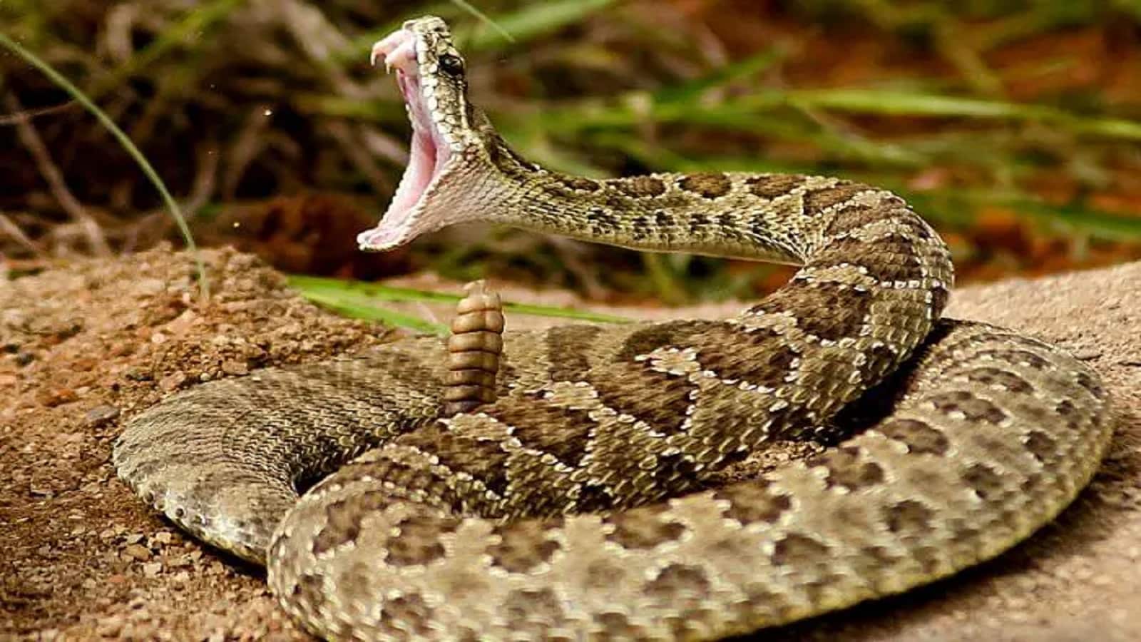 Snakes: सांप सामने आने पर घबराएं नहीं! जानिए कैसे पता करें नर या मादा