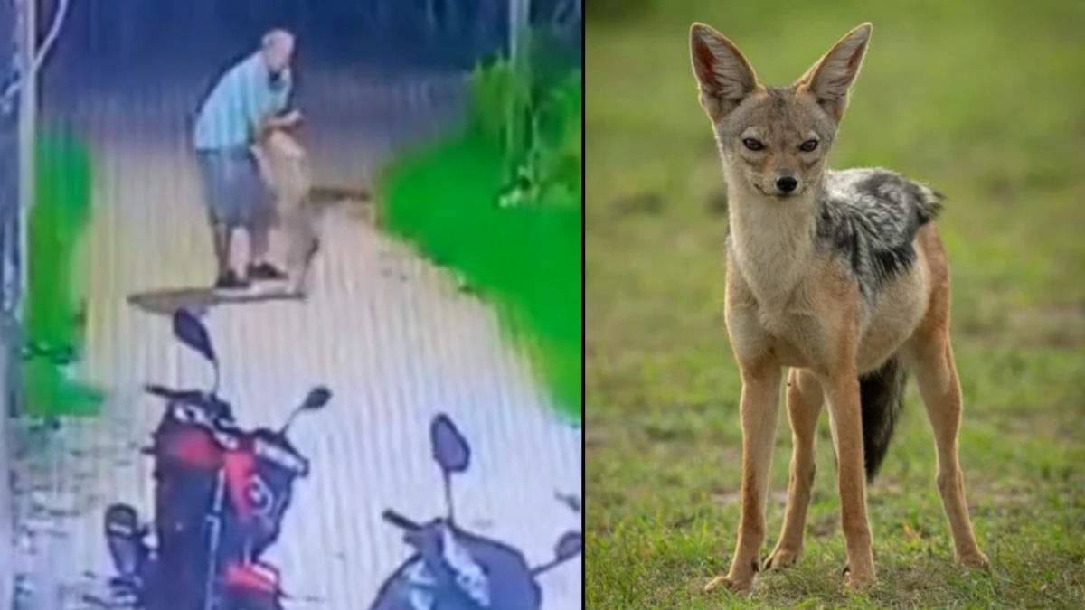Jackal Attack: मॉर्निंग वॉक के लिए निकला शख्स, तभी खेतों से निकल सियार ने कर दिया हमला, हाथ को मुंह में जकड़ा और फिर... VIDEO