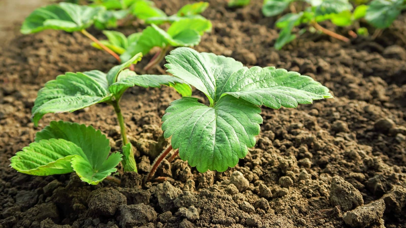 Agriculture Tips: देसी तरीके अपनाएं और सर्दियों में स्ट्रॉबेरी की फसल से कमाल का मुनाफ़ा कमाएँ