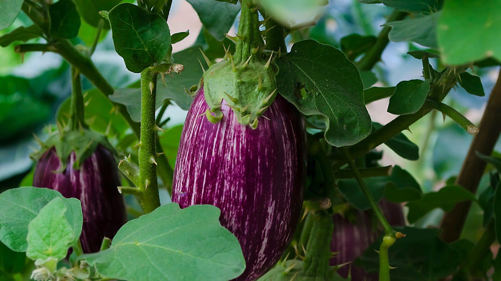 Brinjal Cultivation: बैंगन की खेती से भरेंगे जेबें, जानें कौन-सी किस्में देंगी ज्यादा उपज