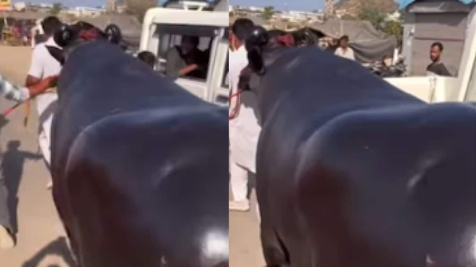 पुष्कर मेले में आया 23 करोड़ का भैंसा 'अनमोल', इसकी डाइट जान हो जाएंगे हैरान