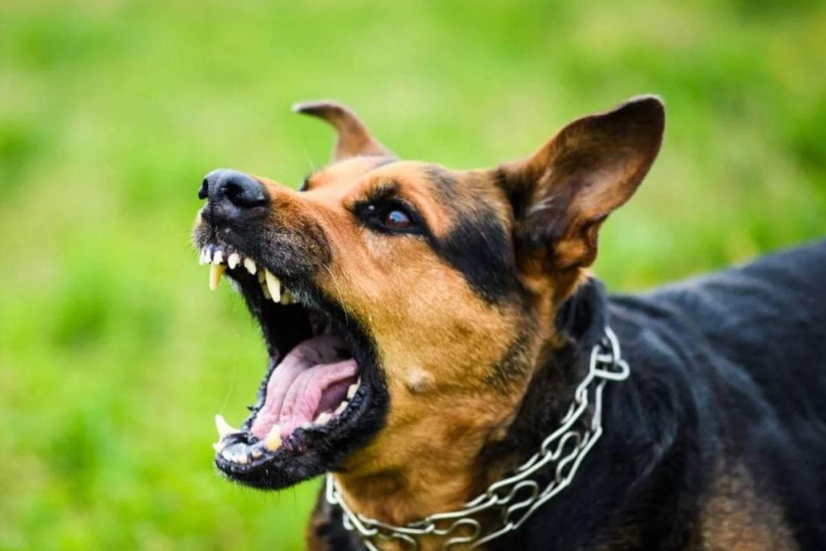 टूर्नामेंट के बीच स्‍टेडियम में घुसा कुत्‍ता, 2 कोच को काटकर कर दिया जख्‍मी