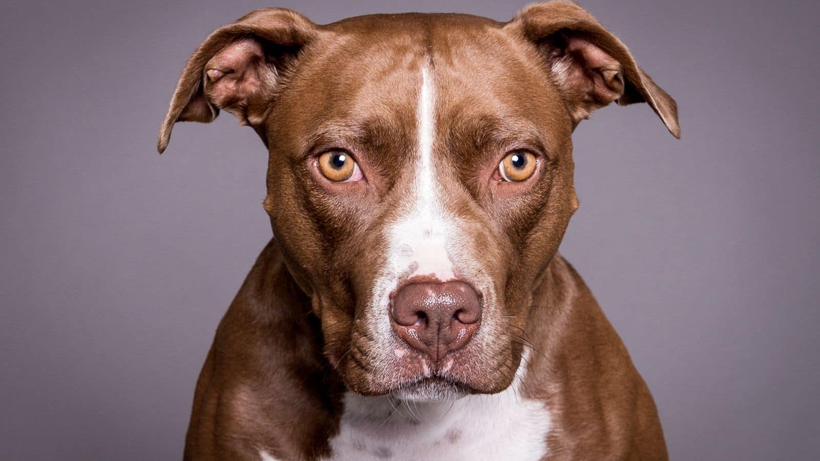 Chandigarh: पिटबुल, बुलडॉग, रॉटवीलर... इन एग्रेसिव ब्रीड्स के कुत्तों को किया बैन, जान लें ये नए नियम