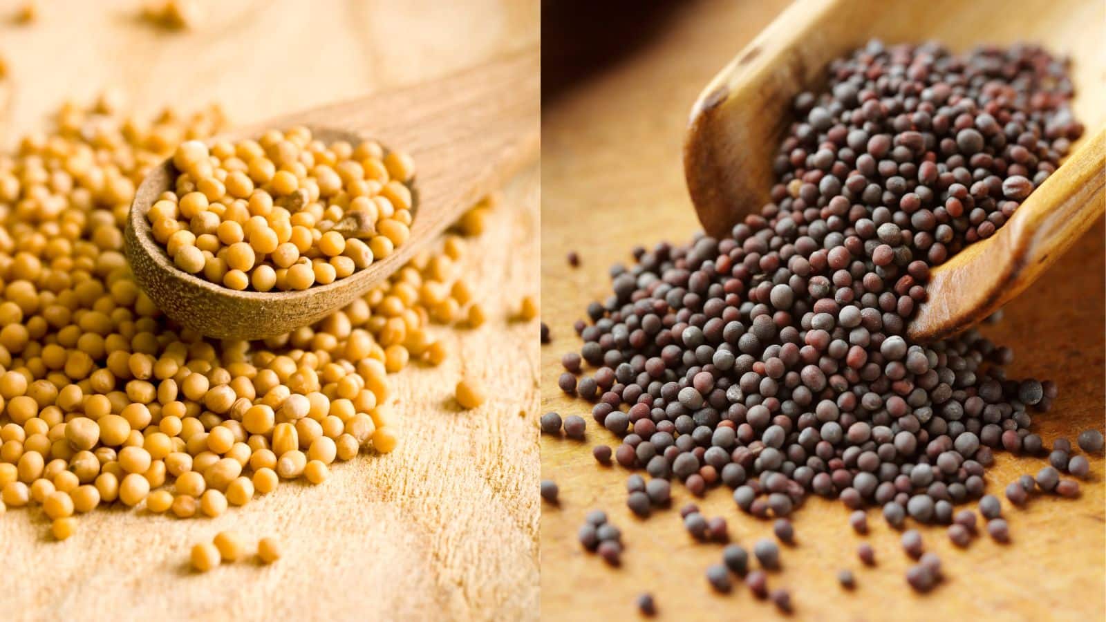 काली या पीली सरसों? एक बनाती है स्वाद, जानिए कौन सी सरसों है आपके लिए बेहतर!