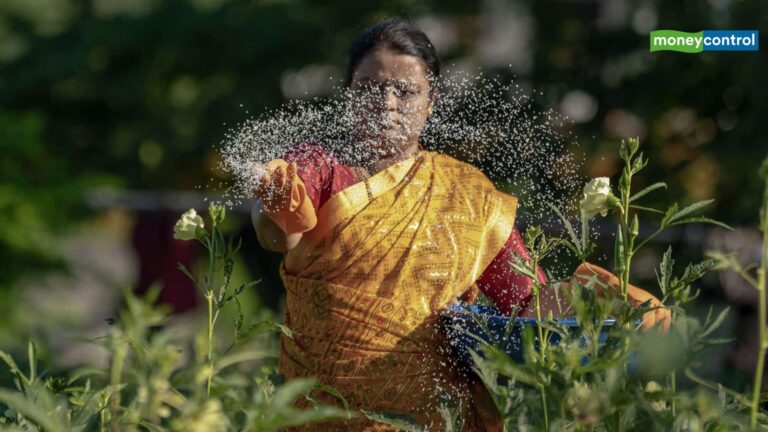 MSP Hike: सरकार ने दालों पर नेशनल मिशन का किया ऐलान, इन 7 रबी फसलों की MSP में की बढ़ोतरी