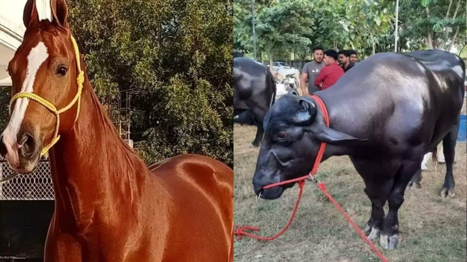 Pushkar Mela 2025: ₹23 करोड़ का भैंसा और 15 करोड़ रुपये का घोड़ा...पुष्कर मेले में आकर्षण के केंद्र बने 'शाहबाज' और 'अनमोल'