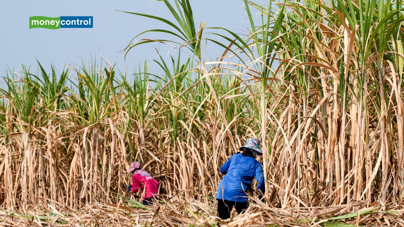 Sugarcane Farmers: गन्ना किसानों को बड़ा तोहफा, UP सरकार ने गन्ने की SAP में की बढ़ोतरी