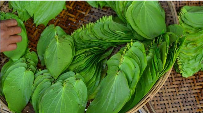 पान के पत्तों से दूर होगी सांस की बदबू, दांतों का पीलापन और कब्ज भी!