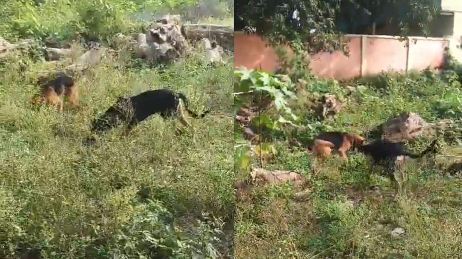 कोबरा से भिड़ा वफादार डॉग! मालिक की जान बचाने के लिए दे दी अपनी जान, देखिए हैरान कर देने वाला वीडियो