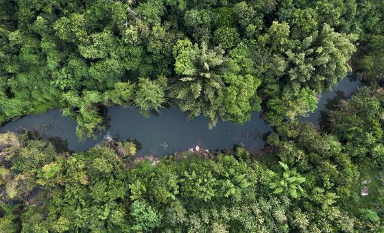 पिछले दशक के दौरान वन कटाई में कमी से जागी आशा की किरण