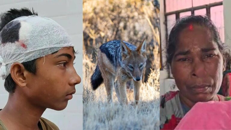 UP: बहराइच में आदमखोर भेड़िए के बाद कुशीगर में सियार के मुंह लगा 'खून', तीन घंटे तक मचाया तांडव; 12 से ज्यादा लोग जख्‍मी