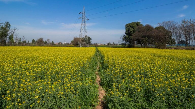 Rabi Crops: धान की कटाई खत्म, अब रबी की बारी! इन फसलों से नवंबर में होगी किसानों की चांदी