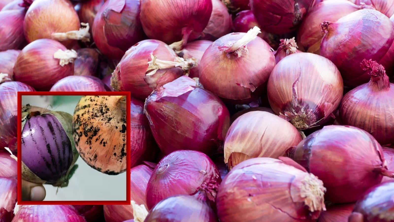 क्या आप भी काले निशान वाली प्याज खाते हैं? जानिए क्यों हो सकता है ये खतरनाक