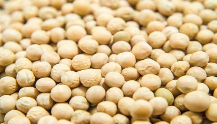 Yellow Pea: पीली मटर पर इंपोर्ट ड्यूटी बढ़ी, 1 नवंबर 2025 से लागू होगी नई दरें
