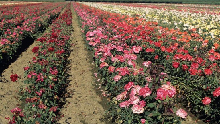 Farming tips: कम लागत में चाहते हैं रोज मुनाफा, इस फूल की खेती से होगी धुआंधार कमाई!