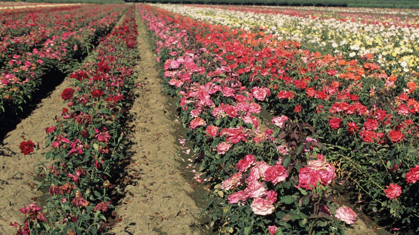 Farming tips: कम लागत में चाहते हैं रोज मुनाफा, इस फूल की खेती से होगी धुआंधार कमाई!