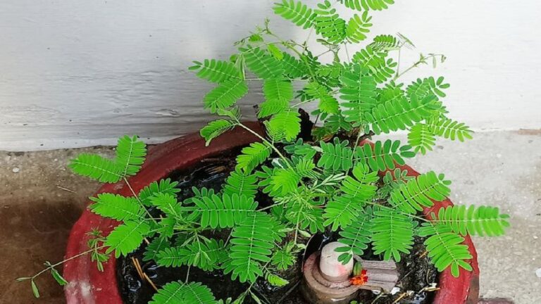 Vijayadashami 2025: 2 अक्टूबर को करें शमी की पूजा, मिलेगी शत्रुओं पर विजय और घर आएगी लक्ष्मी