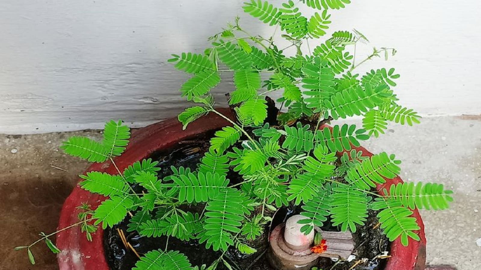 Vijayadashami 2025: 2 अक्टूबर को करें शमी की पूजा, मिलेगी शत्रुओं पर विजय और घर आएगी लक्ष्मी