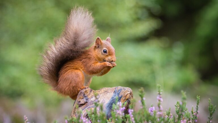 ICU तक पहुंचे घायल, जानिए कैसे एक गिलहरी ने पूरे शहर को डराया!