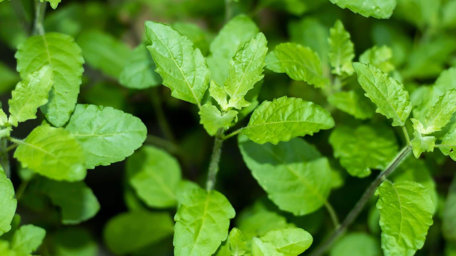 Winter Tulsi Care Tips: सर्दियों में तुलसी बनाएं मजबूत और घना, अपनाएं ये आसान तरीके