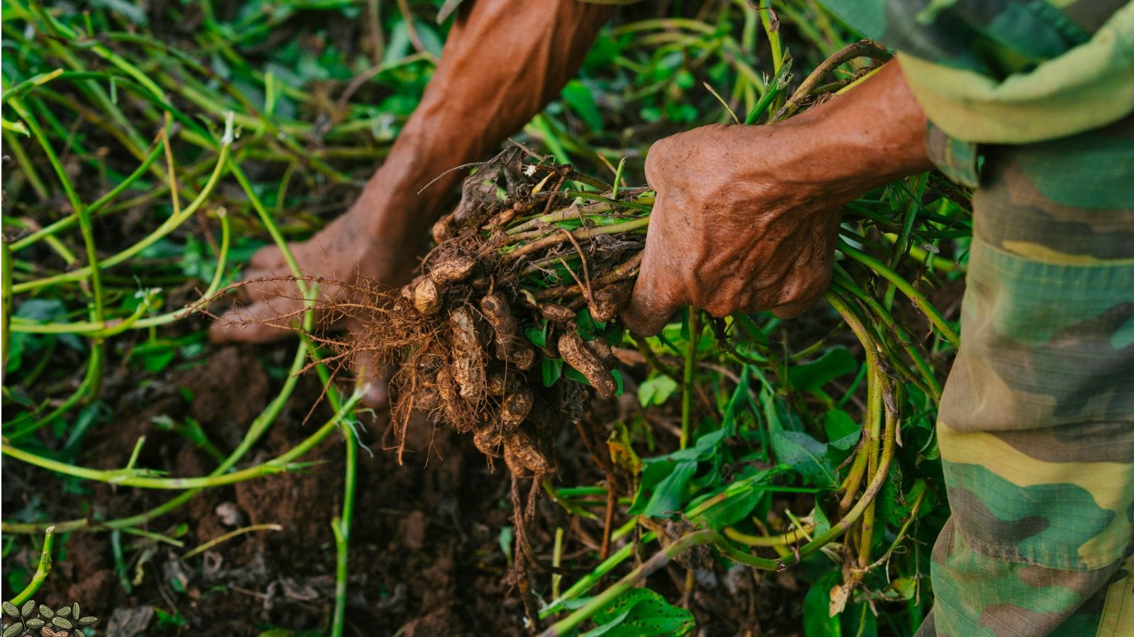 Agriculture Tips: नवंबर में बोएं यह फसल और मार्च तक बन जाए आपकी कमाई का जरिया