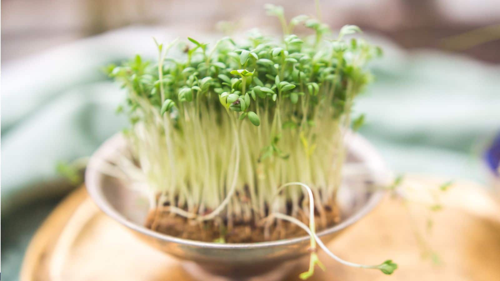 Winter Gardening Tips: घर पर अदरक उगाना आसान, जानिए सिर्फ 5 आसान स्टेप्स में तरीका