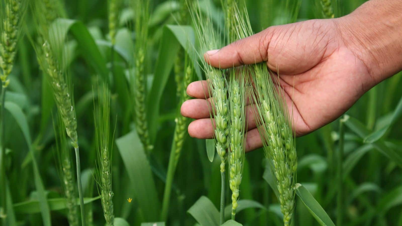 Agriculture tips: गेहूं की बुवाई के समय करें ये छोटा काम, बंपर होगी पैदावार