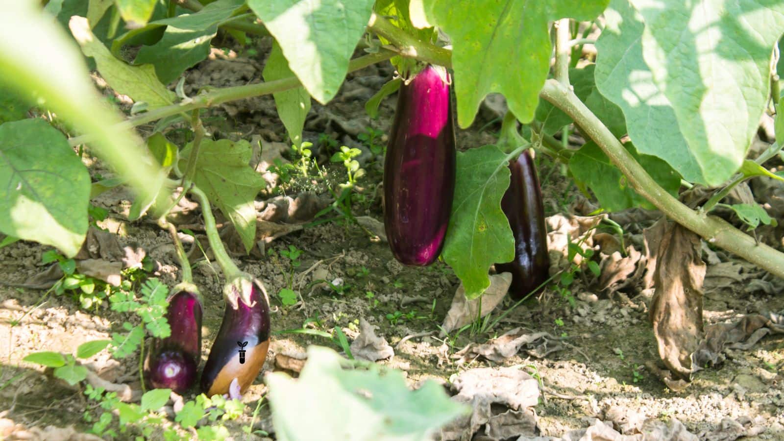 Brinjal cultivation: तीन महीने की फसल भूल जाओ, अब सालभर होगी बैंगन की तुड़ाई, जानें कैसे