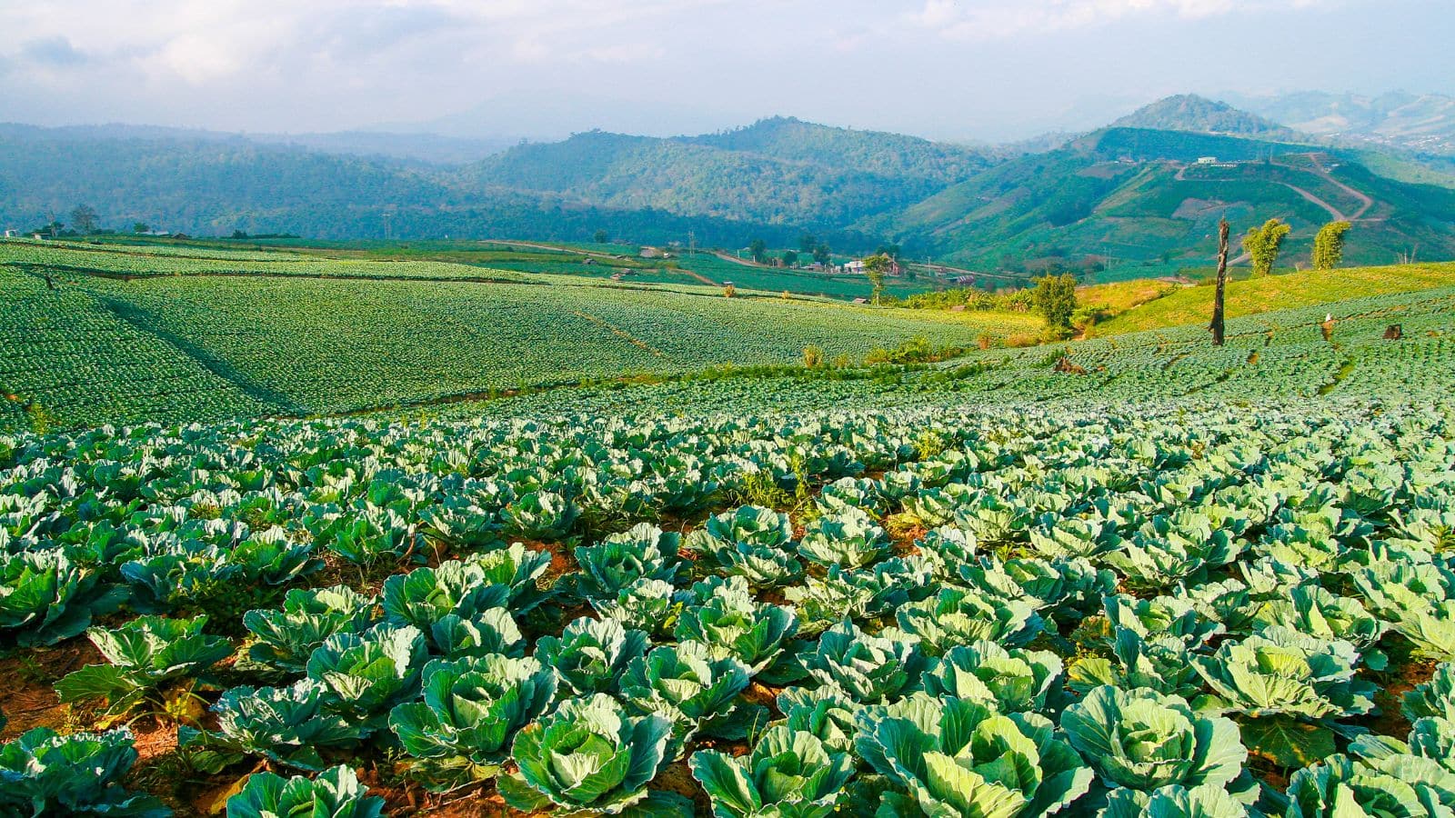 Agriculture Tips: सिर्फ 2 महीने में लाखों की कमाई! इस सब्जी की खेती से किसान बने अमीर