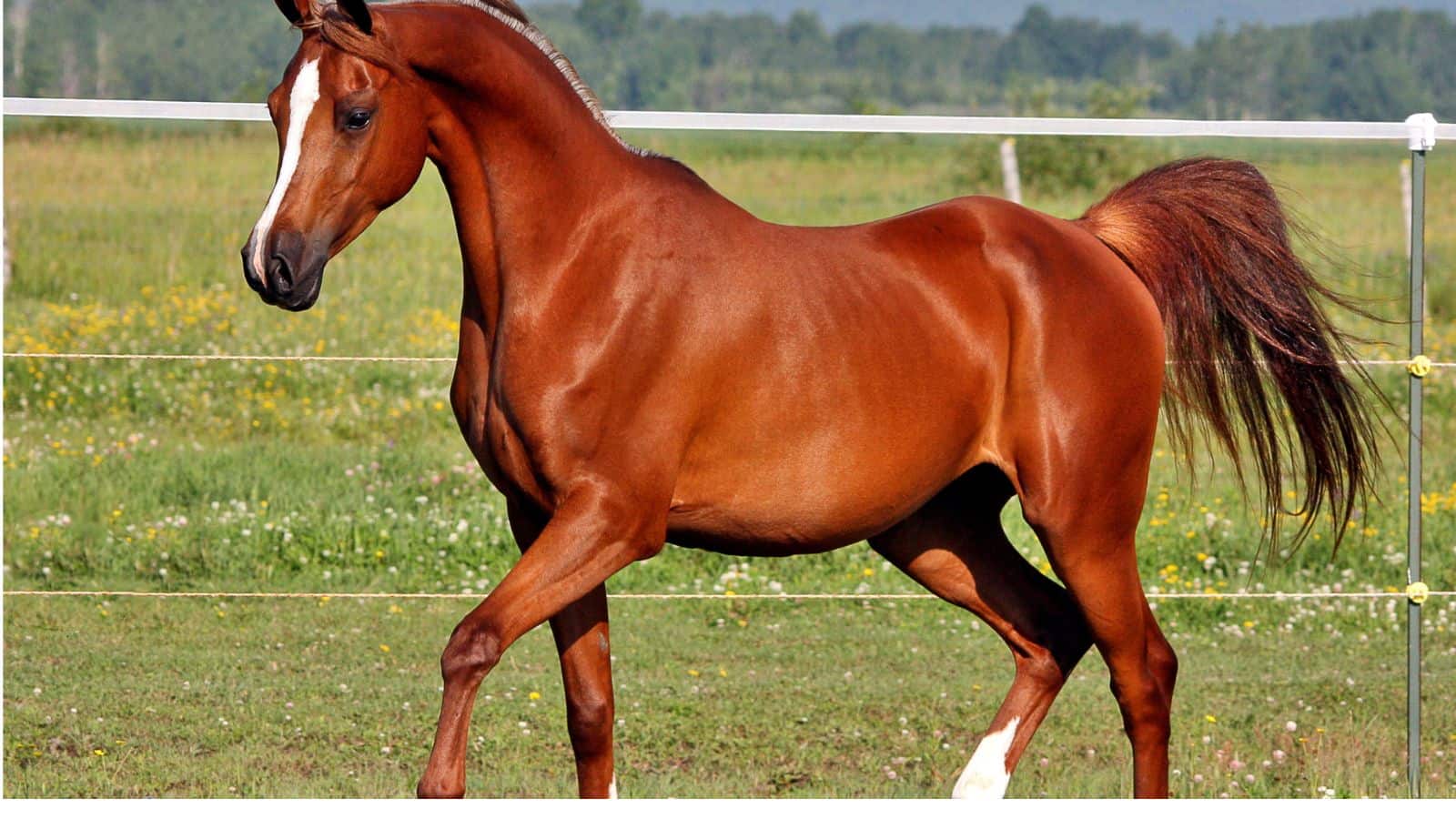 कभी सोचा है खड़े-खड़े ही क्यों सोते हैं घोड़े? जानें इसके पीछे की हैरान करने वाली वजह