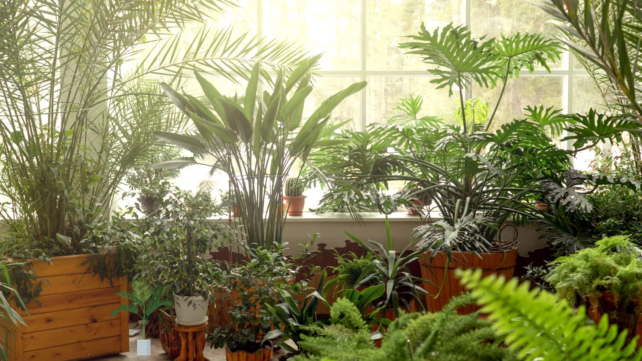 घर की हवा साफ, गर्म और आरामदायक बनाने के लिए इन 5 पौधों को जरूर रखें