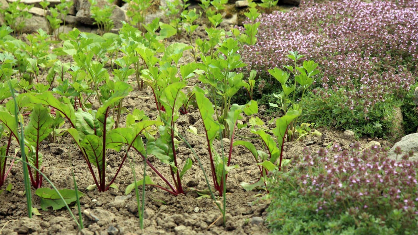 Intercropping Tips: अमरूद के बाग में लगाएं ये सब्जियां, जमीन से कमाई बढ़ेगी चार गुना
